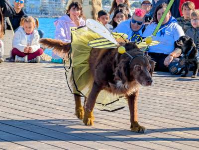 Èxit rotund en el primer Cós Blanc per a Mascotes de Salou