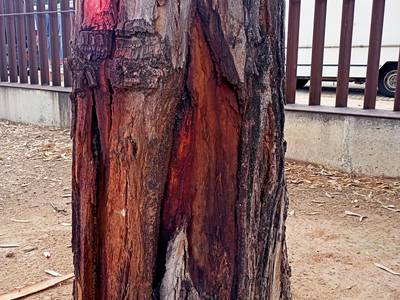 L’Ajuntament de Salou realitza treballs de reposició d’arbres al parc Manel Albinyana