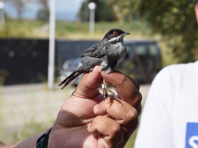 L'Ajuntament de Salou apropa els ocells a l'alumnat dels centres educatius del municipi