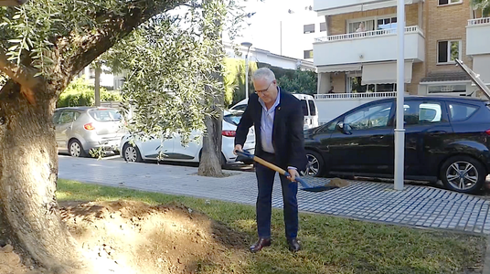 Una olivera uneix turisme i pau a Salou