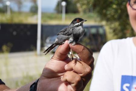El Ayuntamiento de Salou acerca los pájaros al alumnado de los centros educativos del municipio