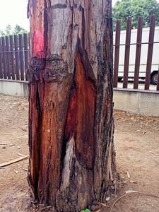 El Ayuntamiento de Salou realiza trabajos de reposición de árboles en el parque Manel Albinyana